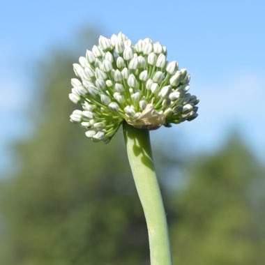 Allium cepa (Cepa Group) 'Red Baron'