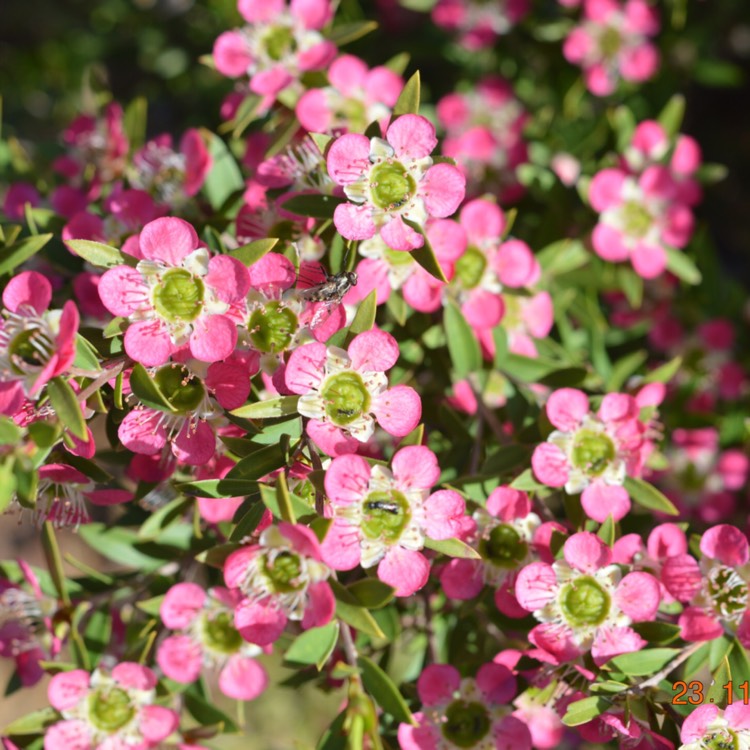 Plant image Leptospermum 'Aphrodite'