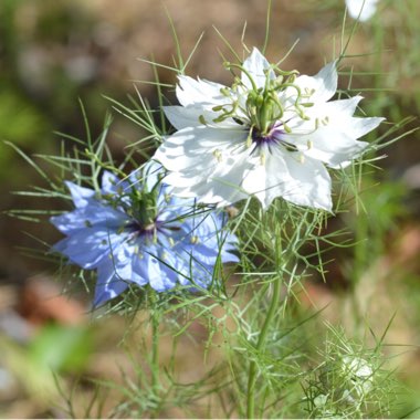 Nigella