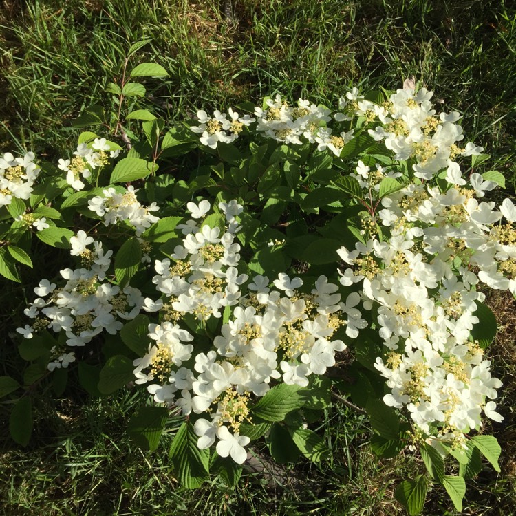 Plant image Viburnum plicatum f. tomentosum 'Mariesii' syn. Viburnum mariesii