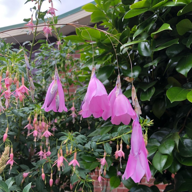 Plant image Dierama pulcherrimum