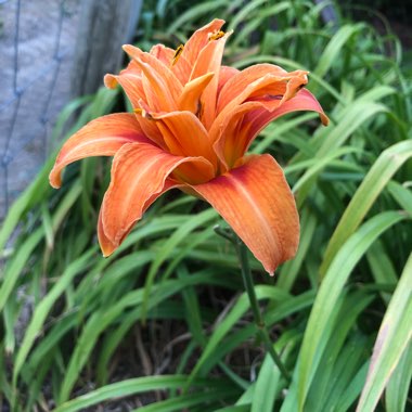 Hemerocallis fulva 'Kwanso' syn. Hemerocallis 'Kwanso'