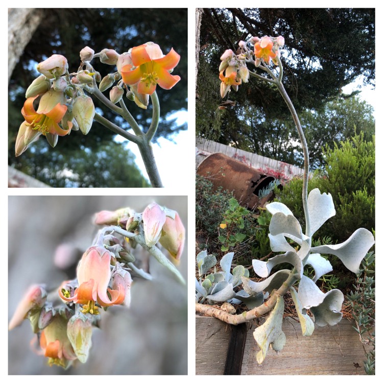 Plant image Cotyledon orbiculata 'Silver Waves'