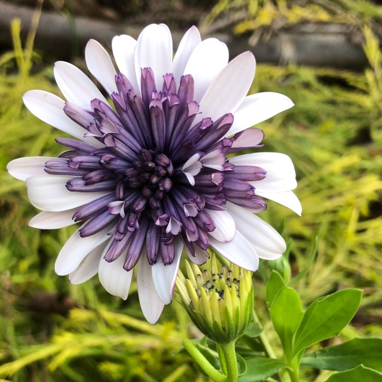 Plant image Osteospermum '3D 'Silver'