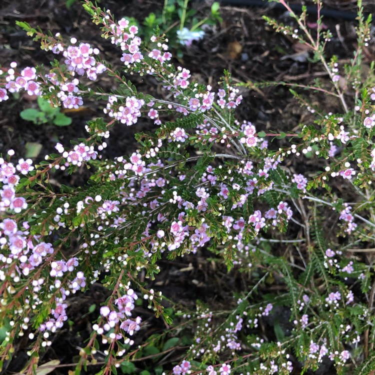 Plant image Thryptomene saxicola