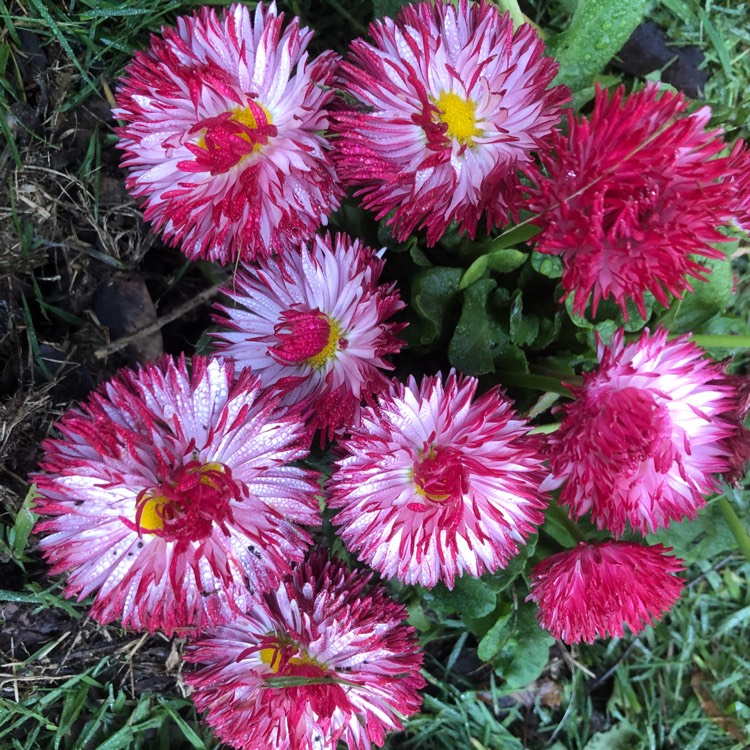 Plant image Bellis perennis Habanera