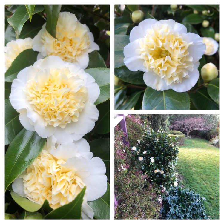 Plant image Camellia japonica 'Brushfield's Yellow'