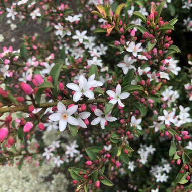 Philotheca myoporoides 'Winter Rouge'