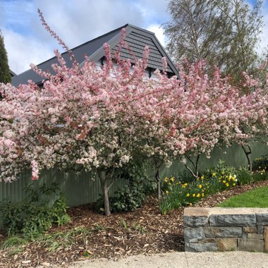 Malus x floribunda