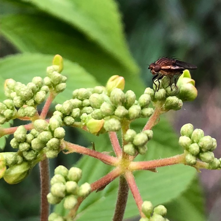 Plant image Viburnum plicatum f. tomentosum 'Shasta'