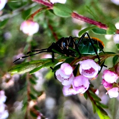 Thryptomene saxicola