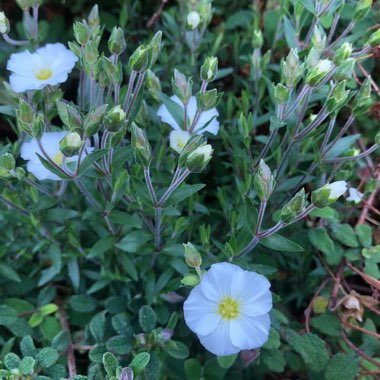 Arenaria montana 'Avalanche'