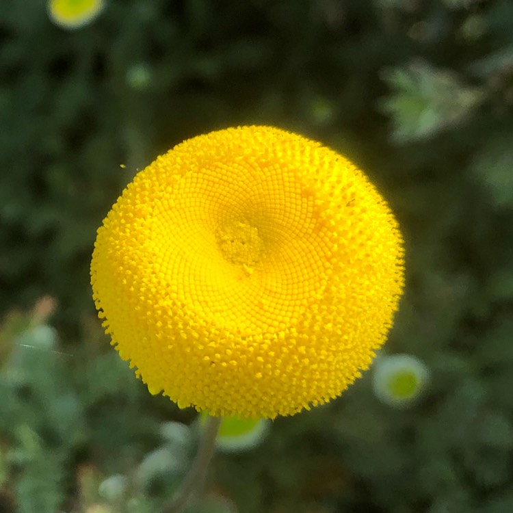 Plant image Leptinella hispida syn. Cotula hispida