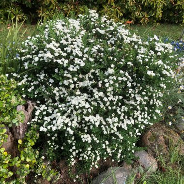 Spiraea betulifolia 'Tor'