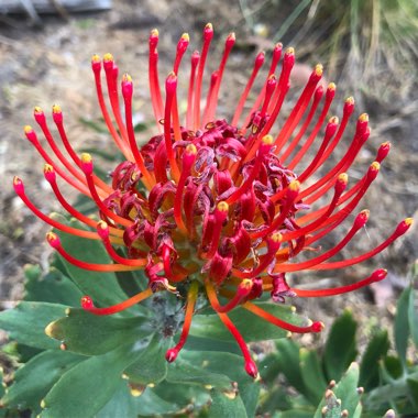 Leucospermum cordifolium x glabrum 'Allegro'