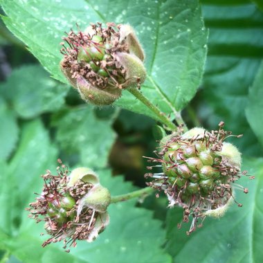 Rubus x loganobaccus