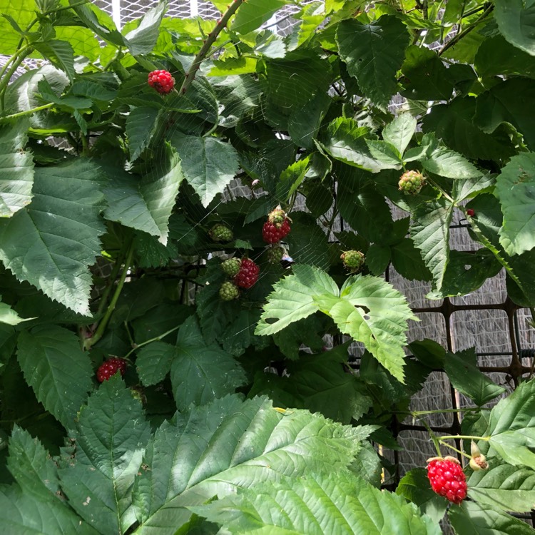 Plant image Rubus x loganobaccus