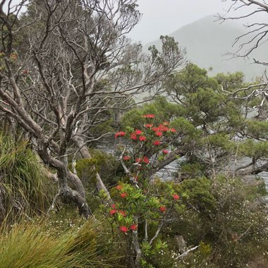 Telopea truncata