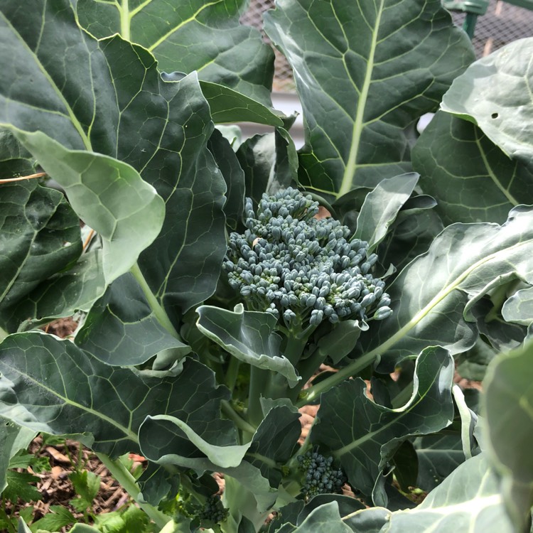 Plant image Brassica oleracea (Italica Group x Alboglabra Group)