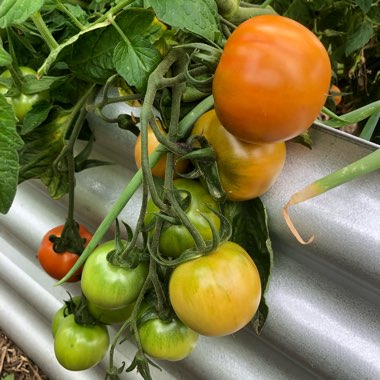 Bush Tomato 'Terenzo' (Cherry Tomato)