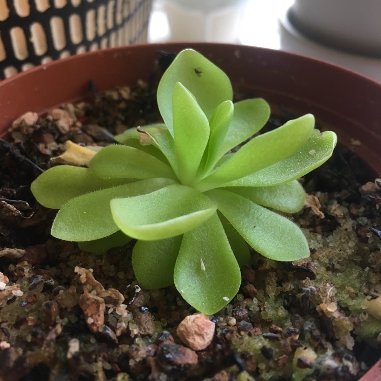 Plant image Pinguicula agnata