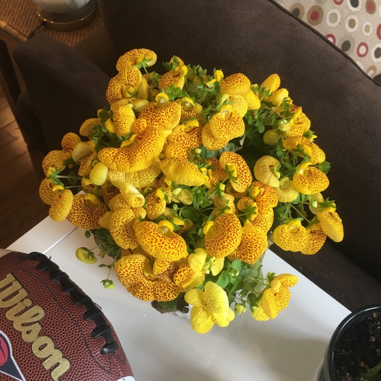 Plant image Calceolaria integrifolia