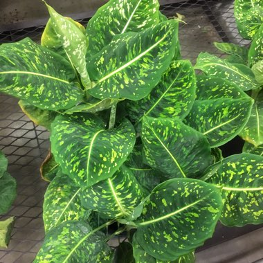 Dieffenbachia ‘Reflector'