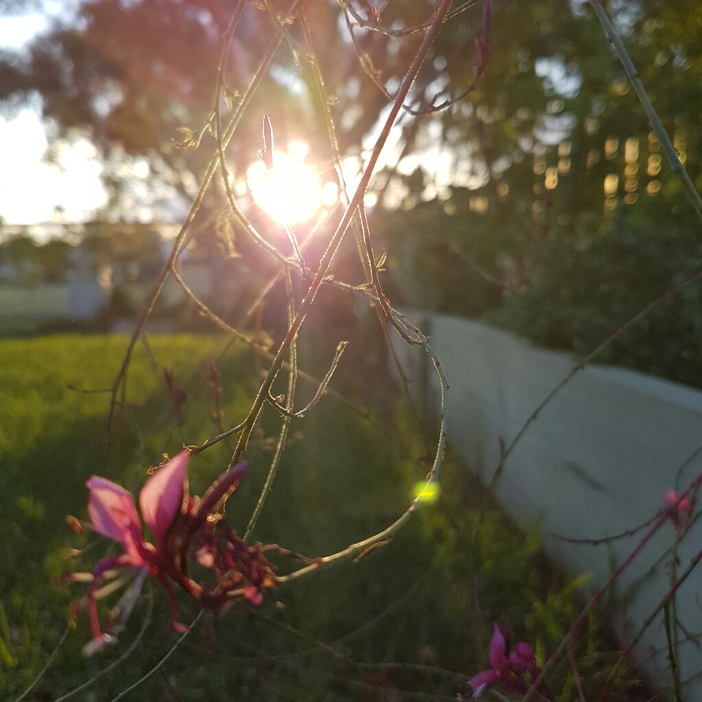 Lyn's garden