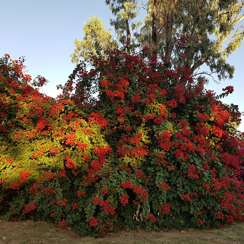 Bougainvillea 'Glowing Sunset'