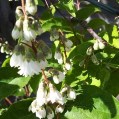 Deutzia