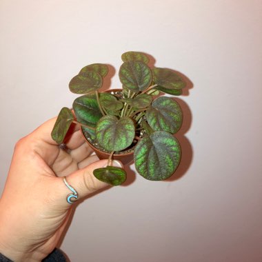 Peperomia 'Peppermill'