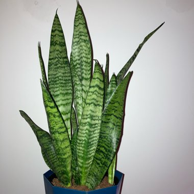 Sansevieria 'Black Coral'