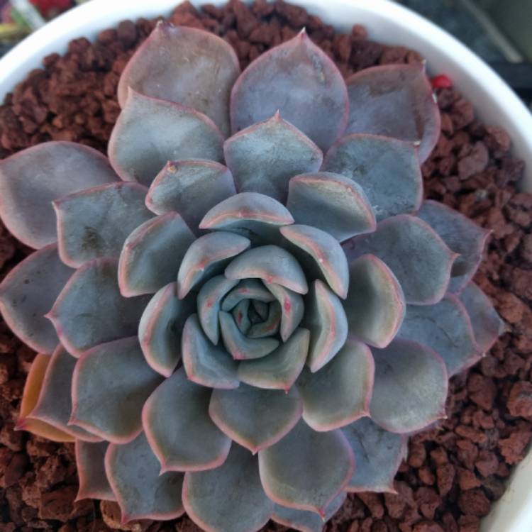 Plant image Echeveria Dark Ice