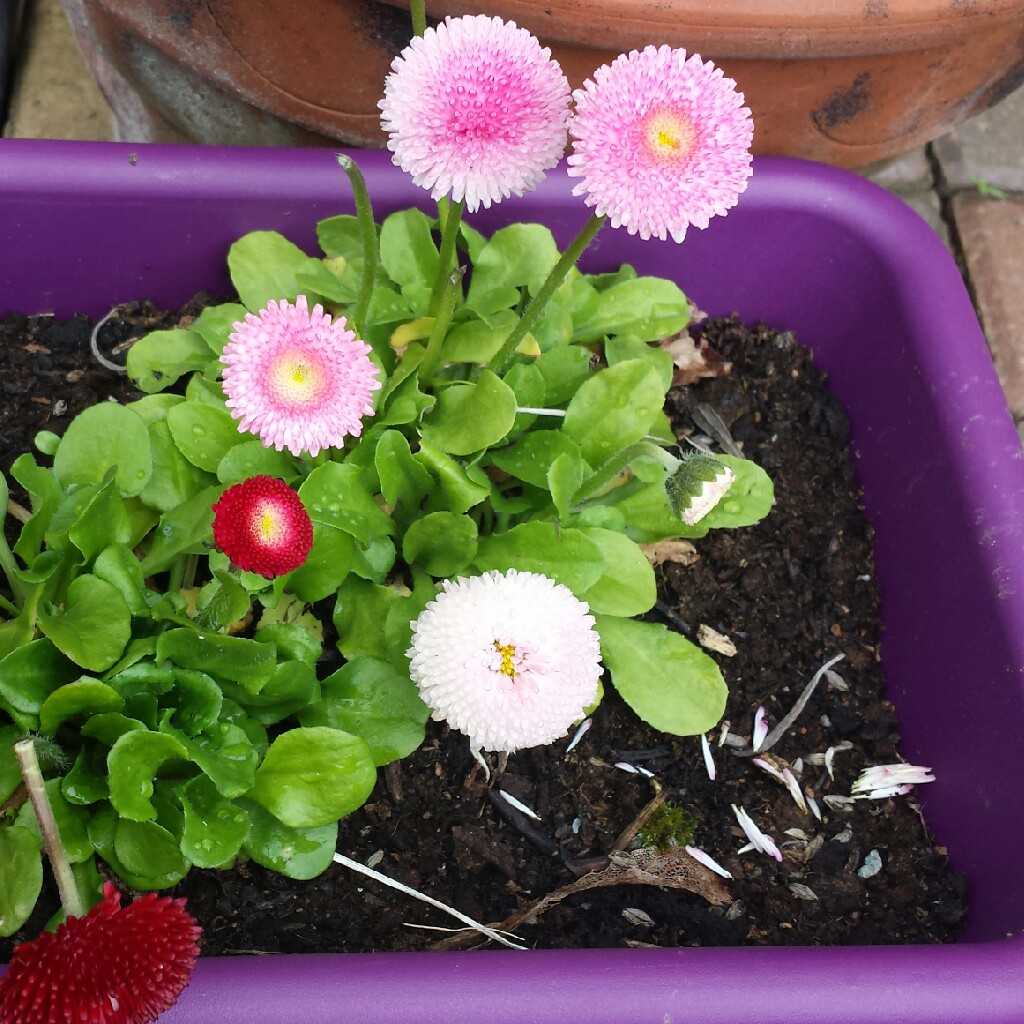 Plant image Bellis perennis 'Dresden China'