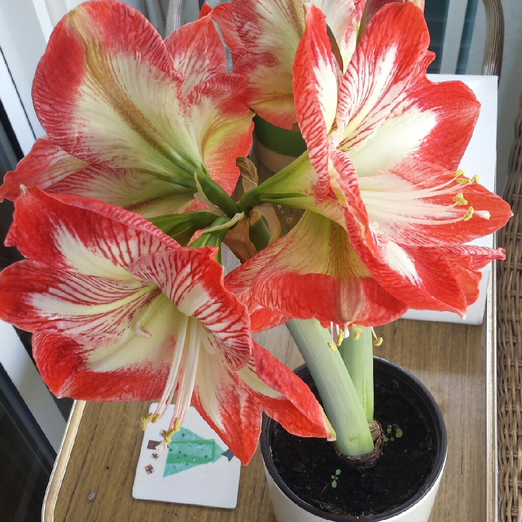 Plant image Hippeastrum 'Candy Floss'