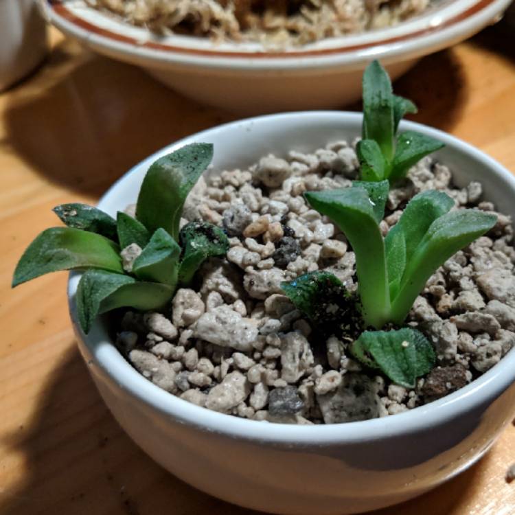 Plant image Haworthia cooperi Var. 'Cooperi'