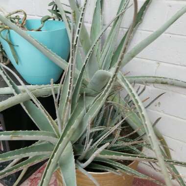 Bottle Brush Aloe