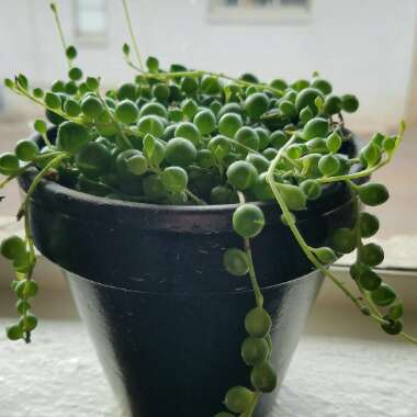 String of Pearls