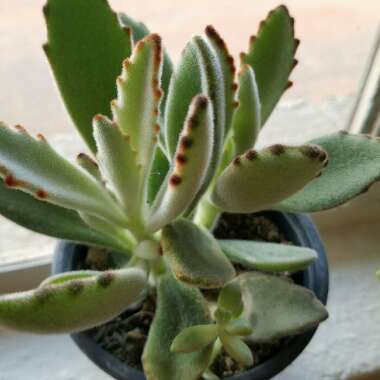 Kalanchoe 'Tomentosa'