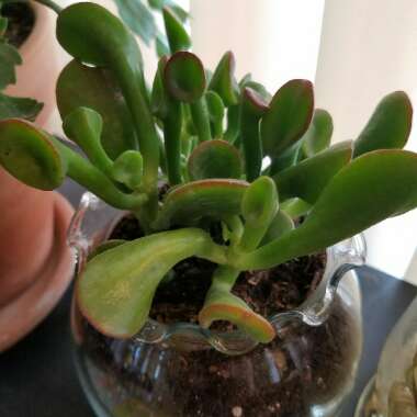 Crassula 'Hobbit'