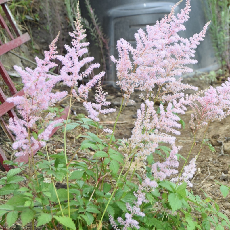 Plant image Astilbe x arendsii 'Look At Me'