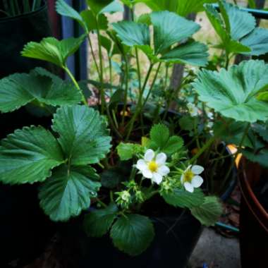 Fragaria x ananassa