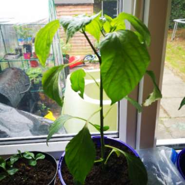 Capsicum Annuum 'Jalapeno'