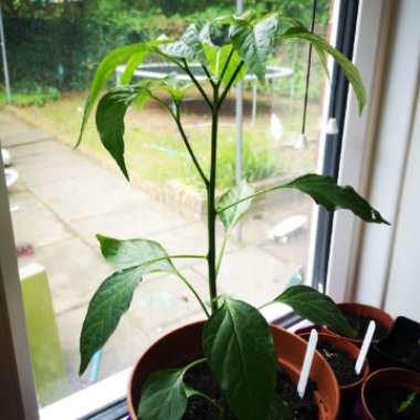 Capsicum Annuum 'Hungarian Wax'