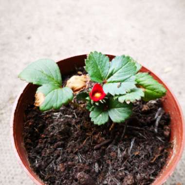 Fragaria x ananassa