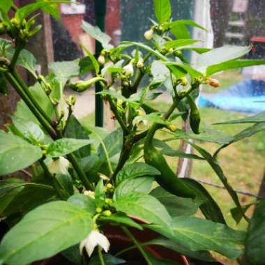 Capsicum Annuum 'Hungarian Wax'