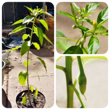 Capsicum Annuum 'Piquin'