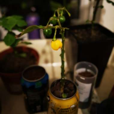 Capsicum Chinense 'Scotch Bonnet'