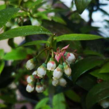 Vaccinium corymbosum 'Pink Lemonade'