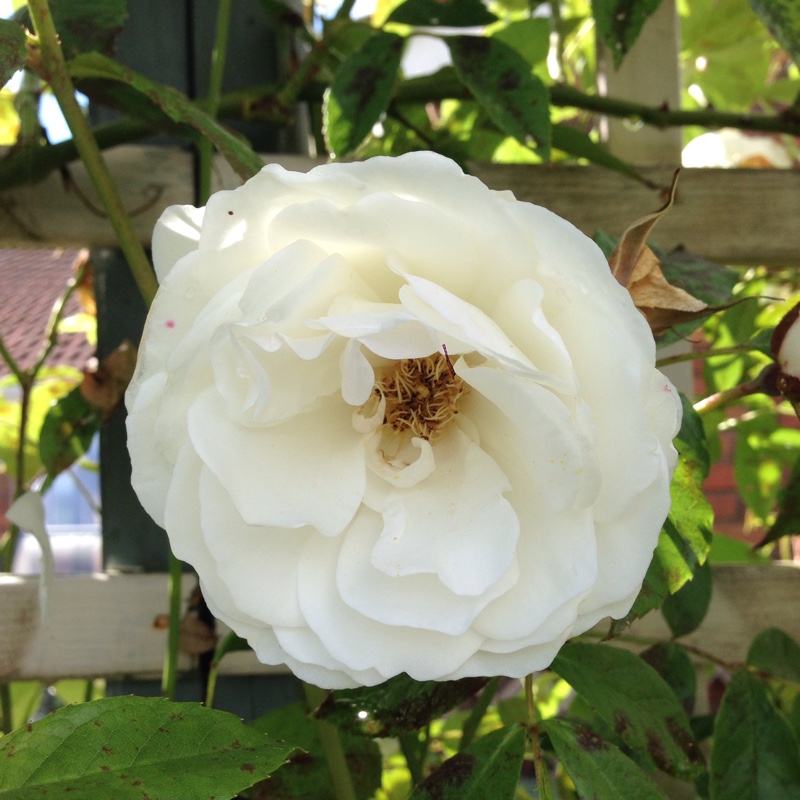 Rose 'Climbing Iceberg' (Climbing Floribunda)